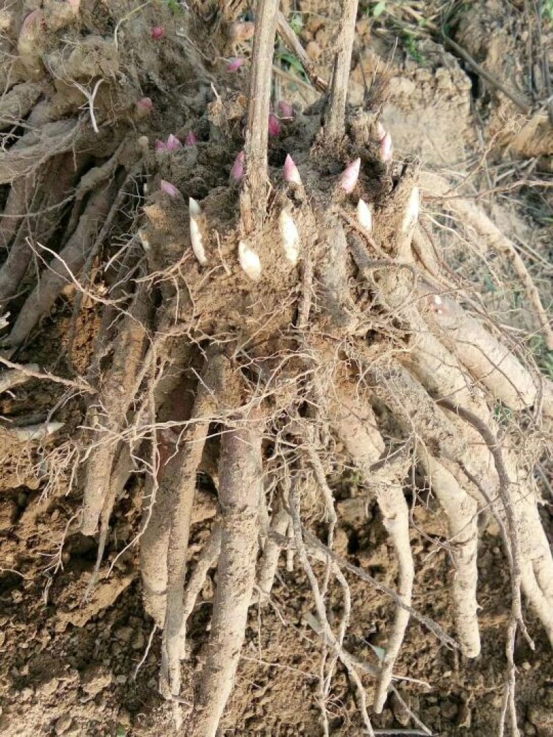 赤芍苗，白芍苗，1——3年苗，基地直销，质量好，