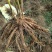赤芍苗,白芍苗,1——3年苗,基地直销,质量好,
