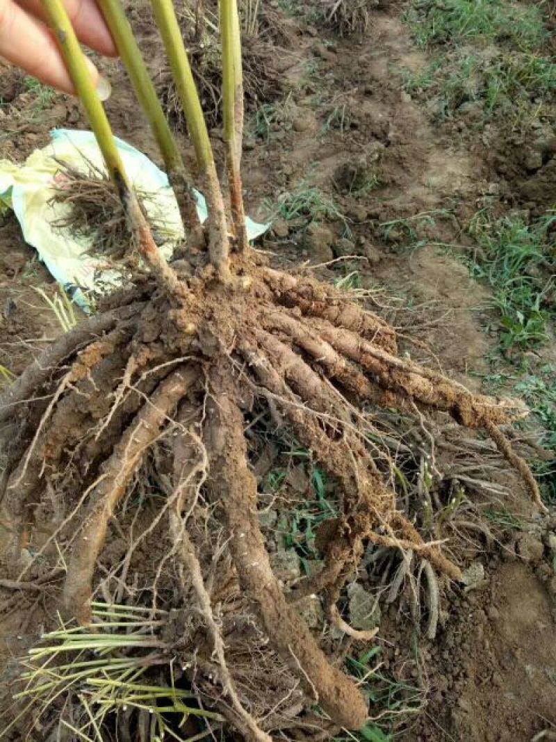 赤芍苗，白芍苗，1——3年苗，基地直销，质量好，