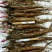 赤芍苗,白芍苗,1——3年苗,基地直销,质量好,