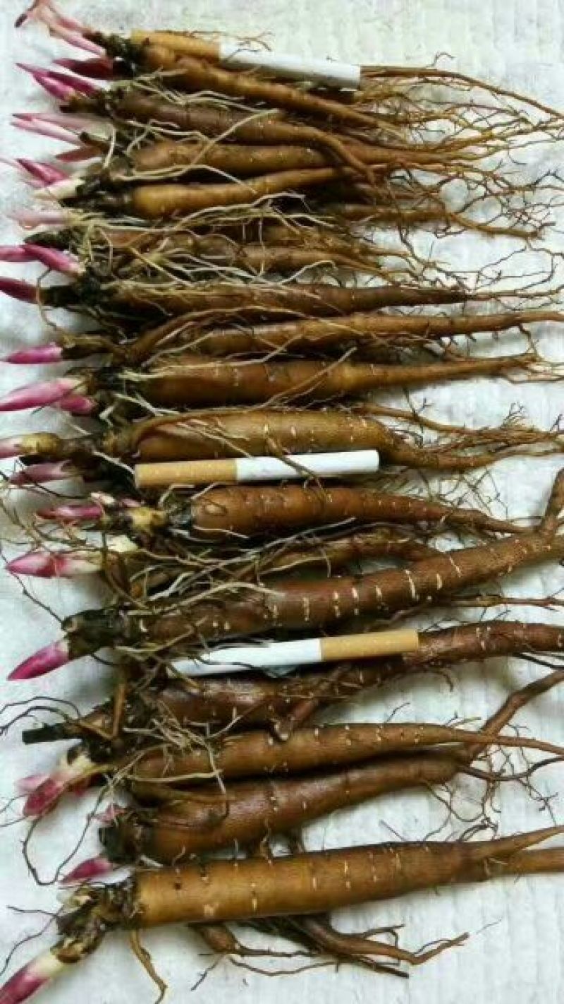 赤芍苗，白芍苗，1——3年苗，基地直销，质量好，