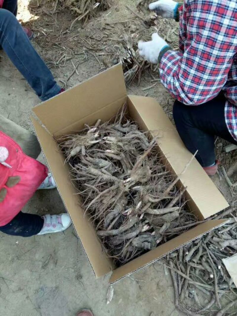 赤芍苗，白芍苗，1——3年苗，基地直销，质量好，