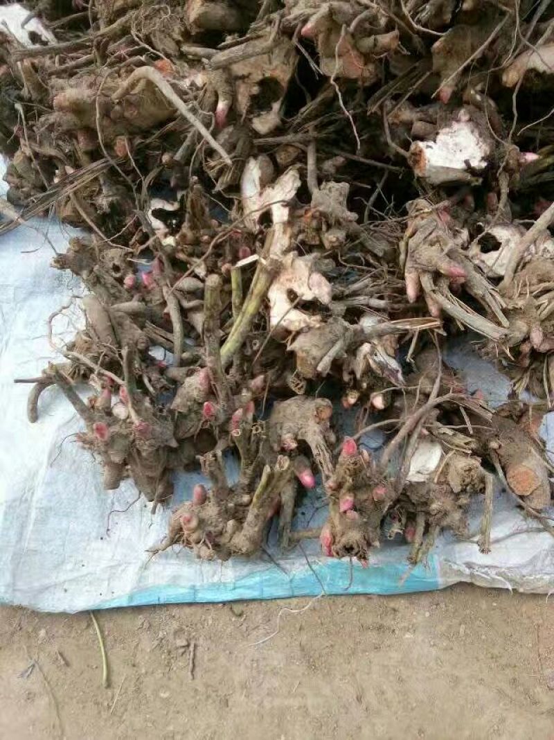 赤芍苗，白芍苗，1——3年苗，基地直销，质量好，