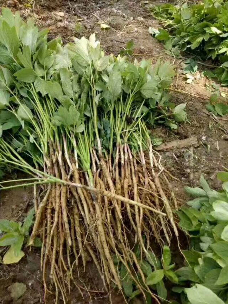 基地直销，油用牡丹苗，1——5年苗，保成活，现要现挖