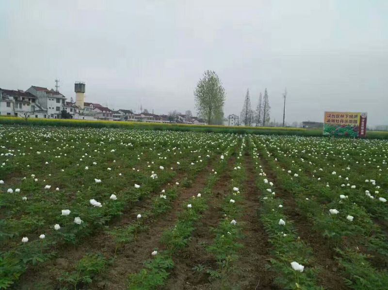 基地直销，油用牡丹苗，1——5年苗，保成活，现要现挖