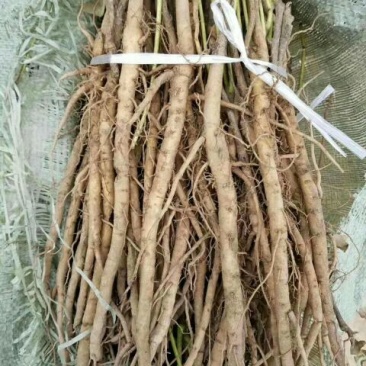 基地直销，油用牡丹苗，1——5年苗，保成活，现要现挖