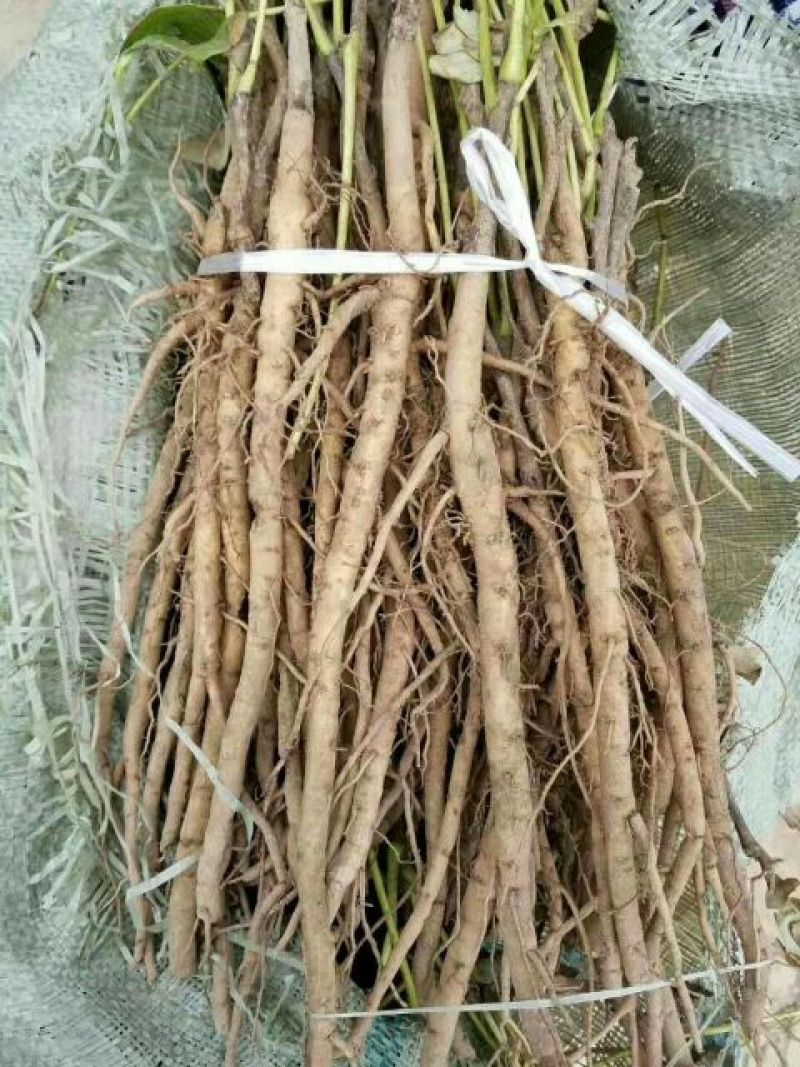 基地直销，油用牡丹苗，1——5年苗，保成活，现要现挖