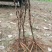 基地直销，油用牡丹苗，1——5年苗，保成活，现要现挖