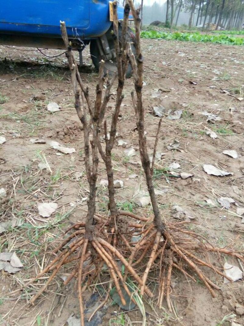 基地直销，油用牡丹苗，1——5年苗，保成活，现要现挖