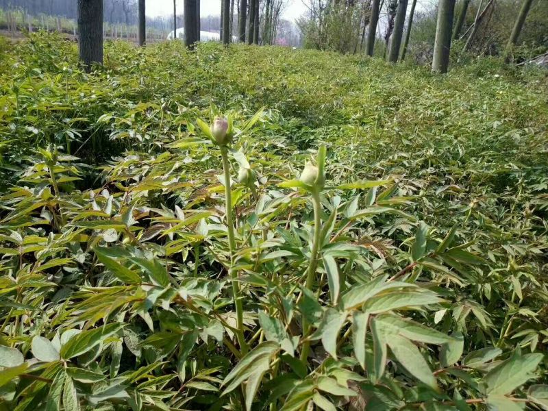 基地直销，油用牡丹苗，1——5年苗，保成活，现要现挖