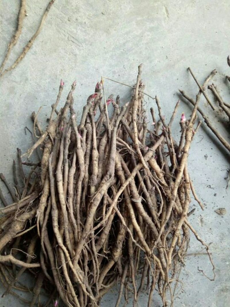 基地直销，油用牡丹苗，1——5年苗，保成活，现要现挖