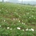 基地直销，油用牡丹苗，1——5年苗，保成活，现要现挖