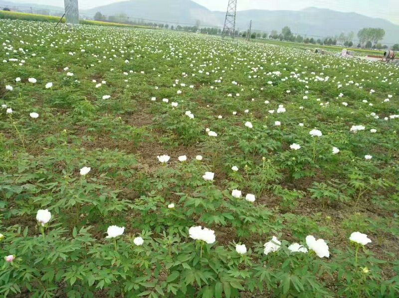 基地直销，油用牡丹苗，1——5年苗，保成活，现要现挖