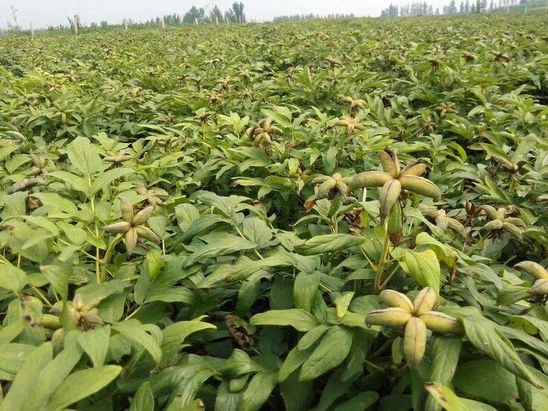 基地直销，油用牡丹苗，1——5年苗，保成活，现要现挖