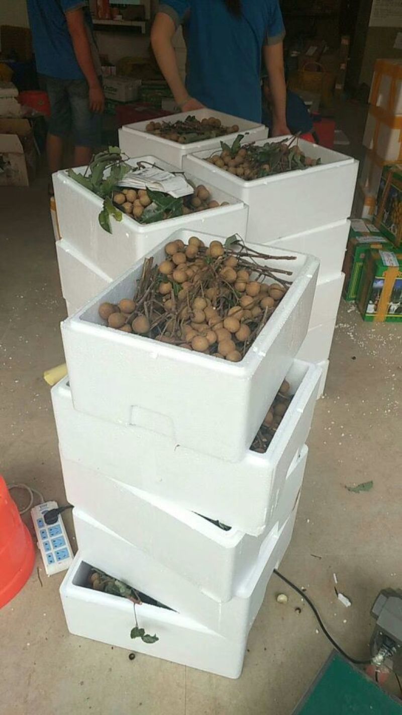 正宗广西大新石夹龙眼