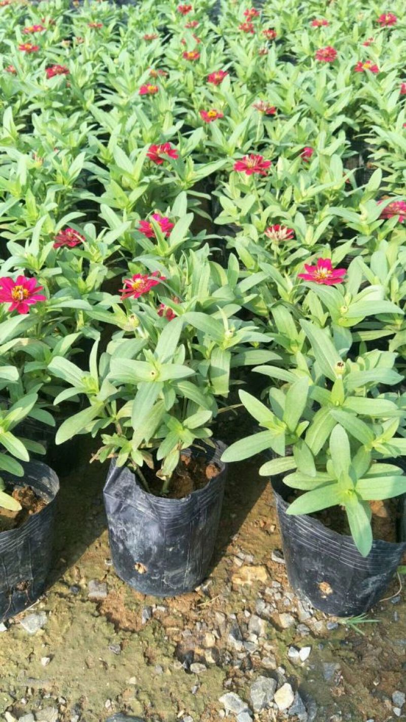 皇帝菊，百日草，太阳花，