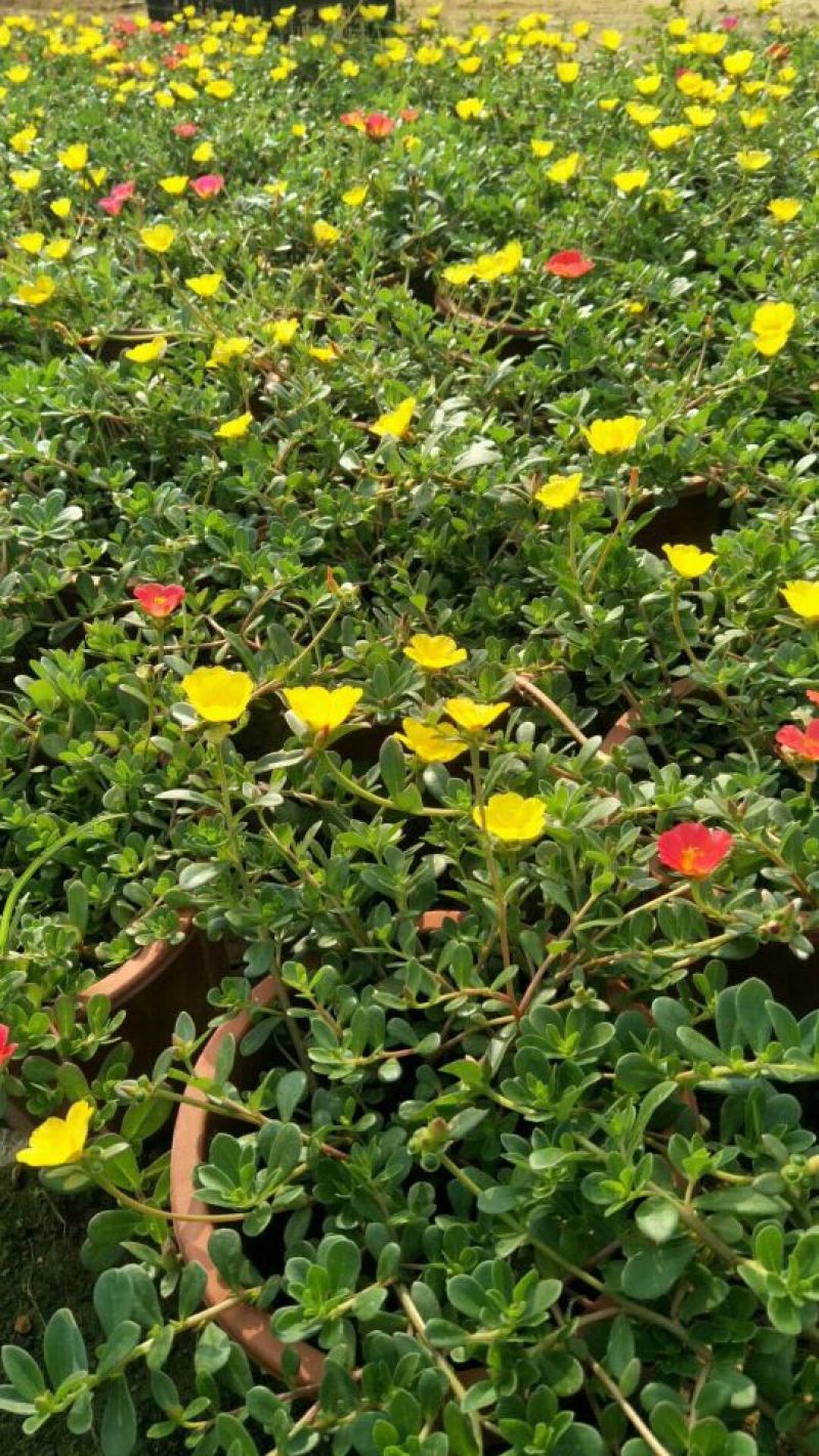 皇帝菊，百日草，太阳花，