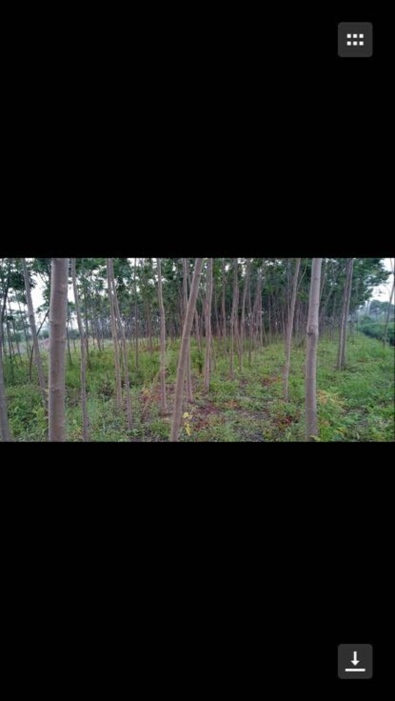 黄山栾树14~16cm8~10cm3~3.5米