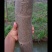 黄山栾树14~16cm8~10cm3~3.5米