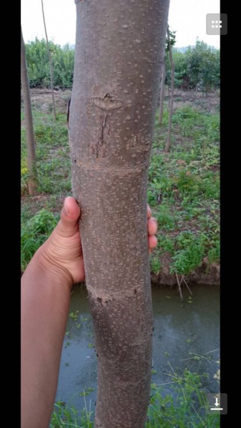 黄山栾树14~16cm8~10cm3~3.5米
