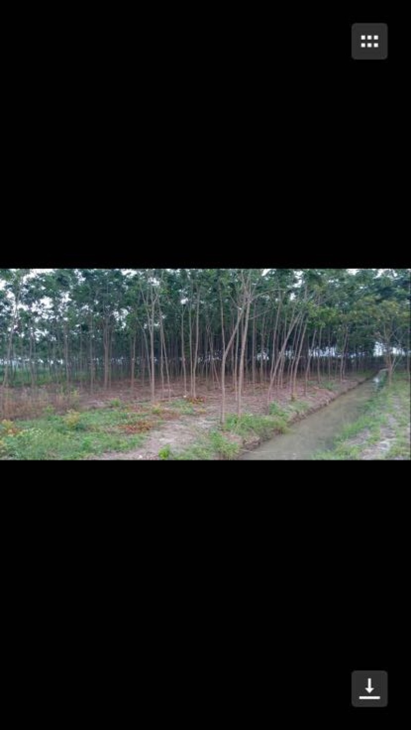 黄山栾树14~16cm8~10cm3~3.5米