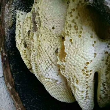 纯天然蜂蜜