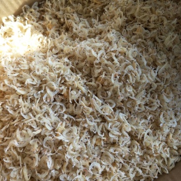 饲料