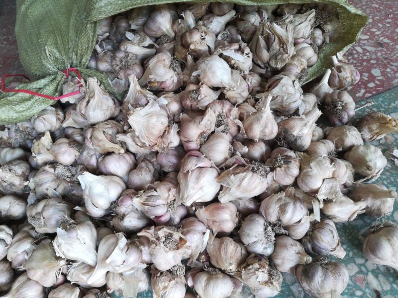 红根蒜苗种子软硬叶蒜苗蒜种免费全程技术指导