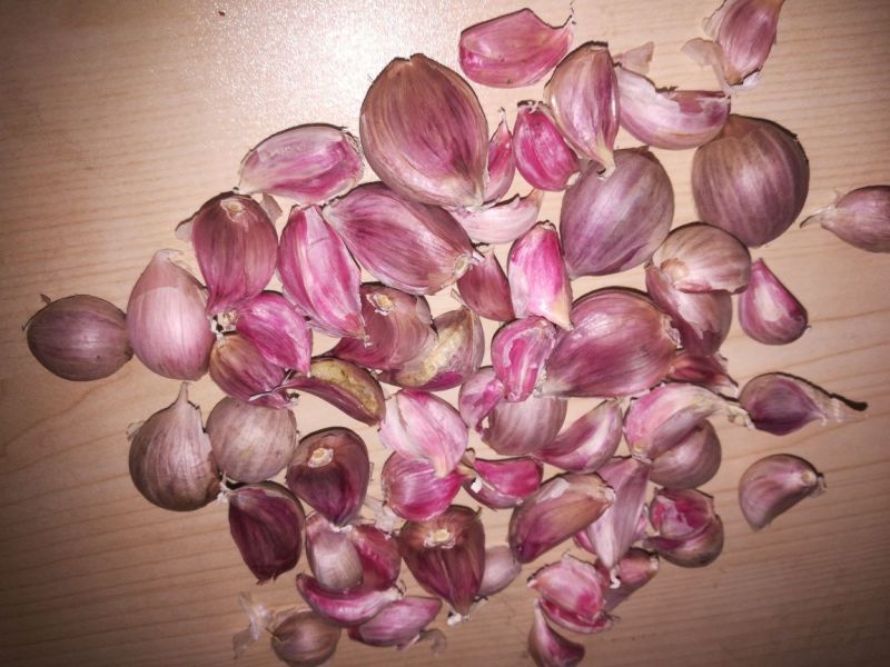 红根蒜苗种子软硬叶蒜苗蒜种免费全程技术指导