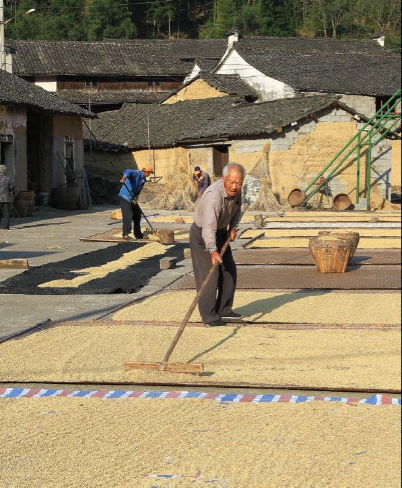 稻花香大米新米一级