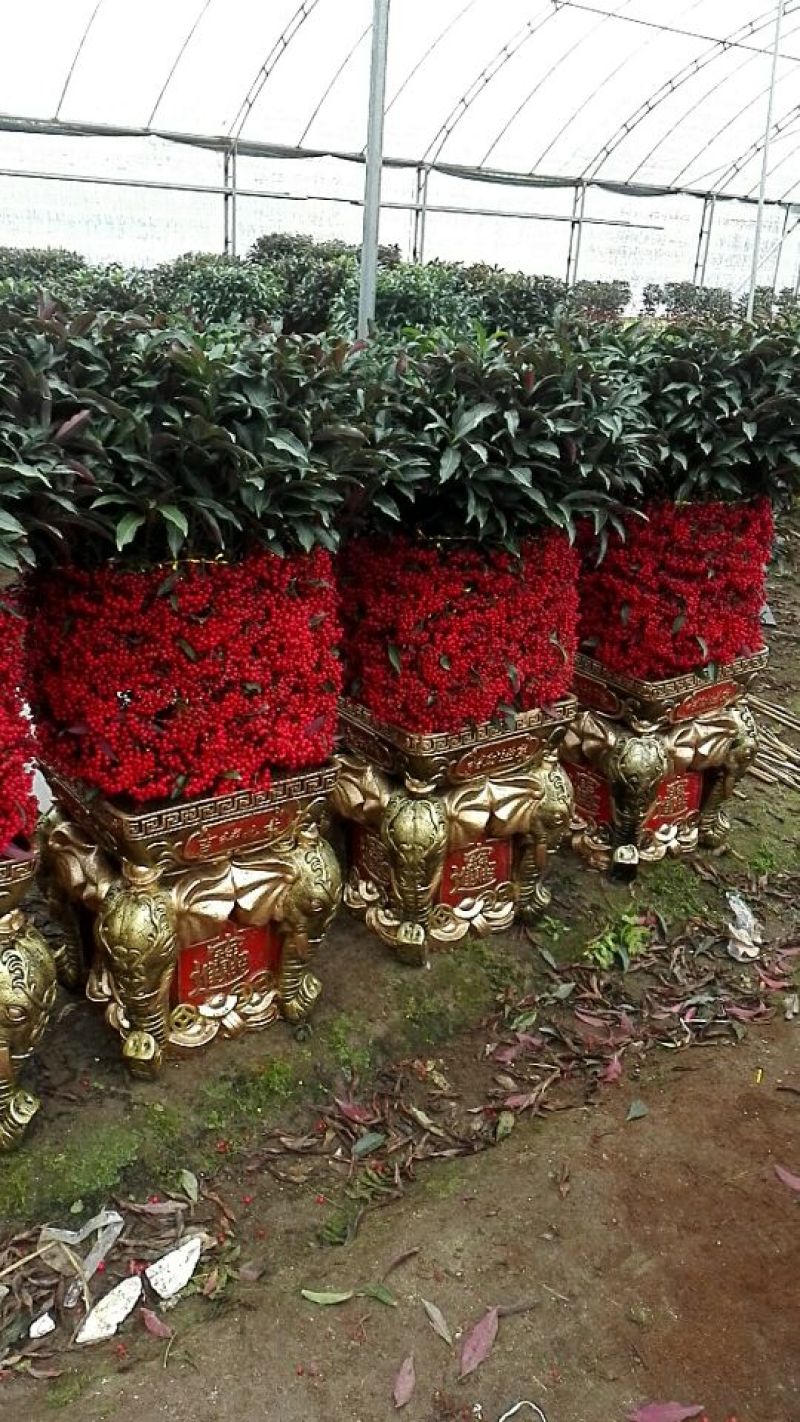 富贵籽（预售）（支持零担货运）