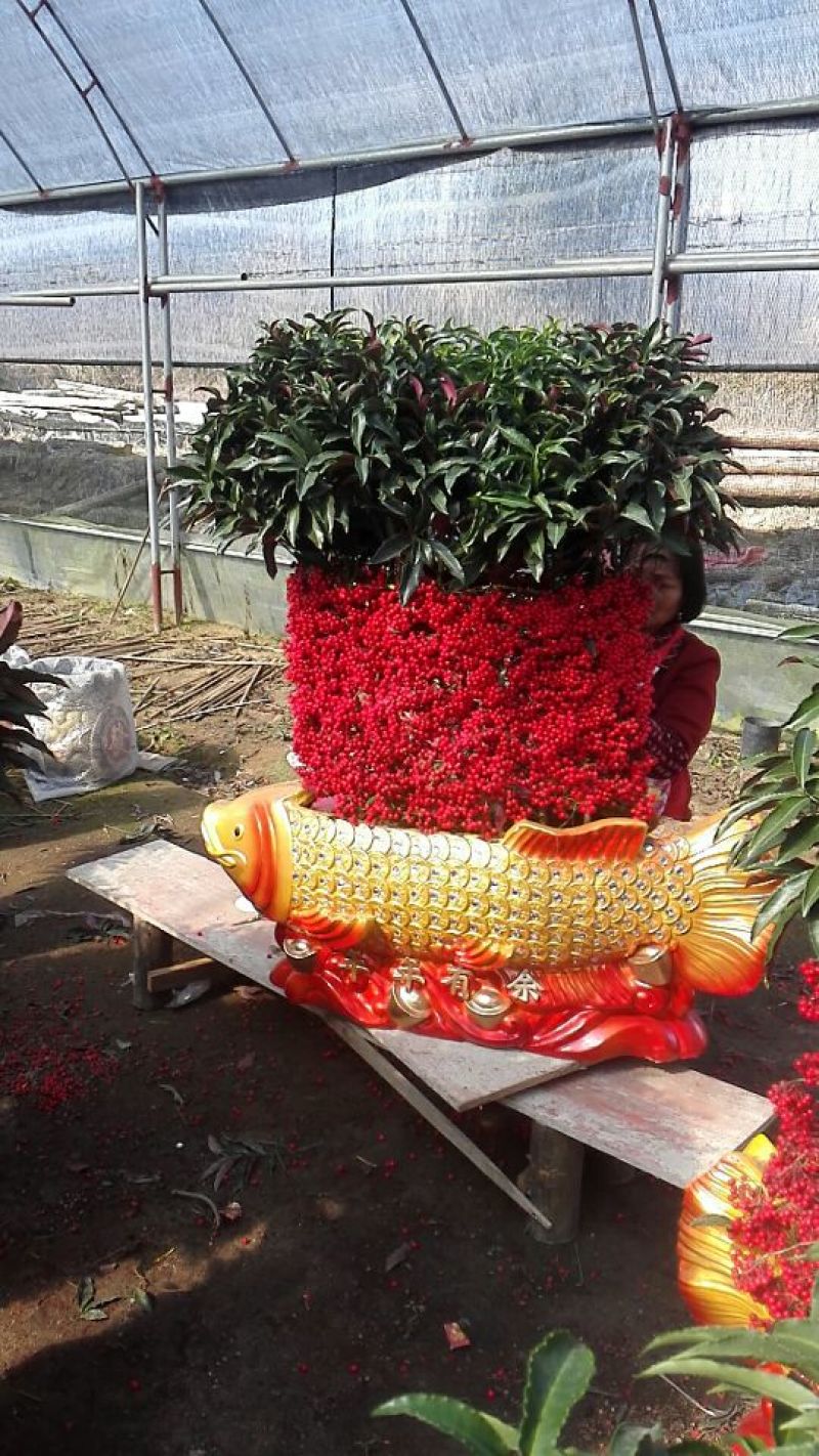 富贵籽（预售）（支持零担货运）