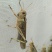 东亚飞蝗