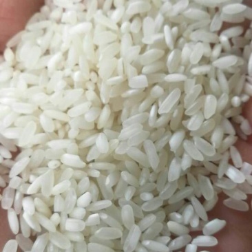 湖南大米食堂专用米无黄无黑无异味大量现货保质保量