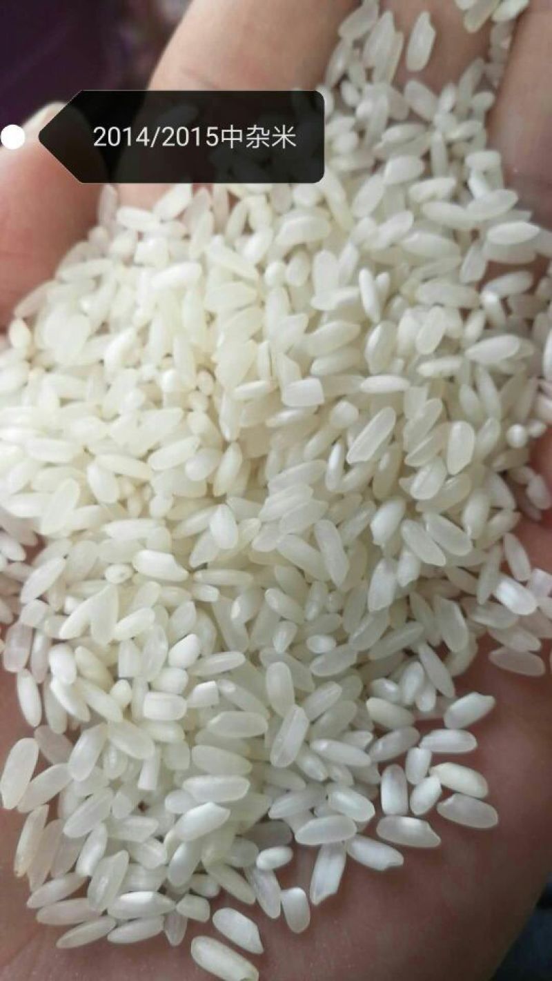 湖南大米食堂专用米无黄无黑无异味大量现货保质保量