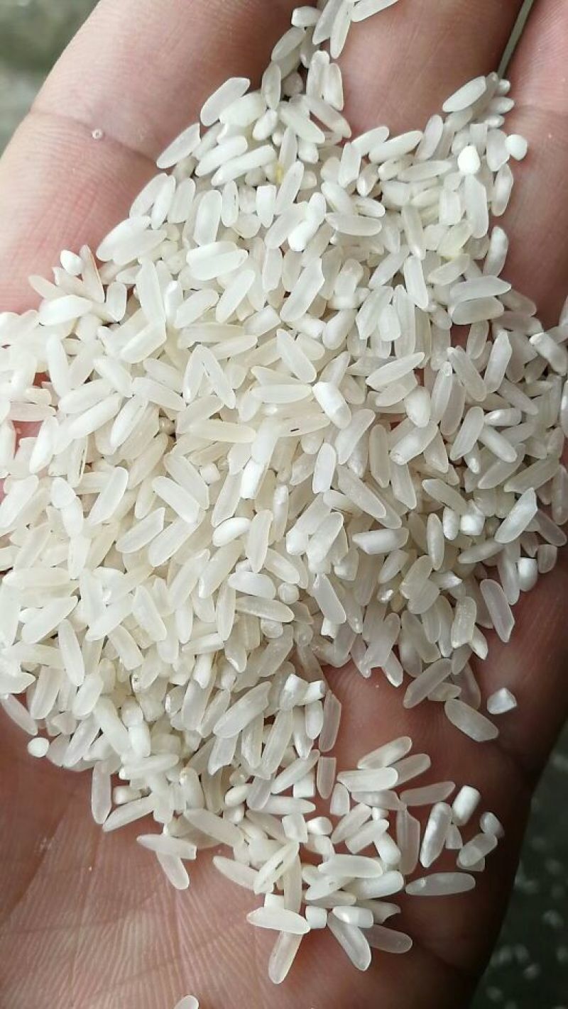 湖南大米食堂专用米无黄无黑无异味大量现货保质保量