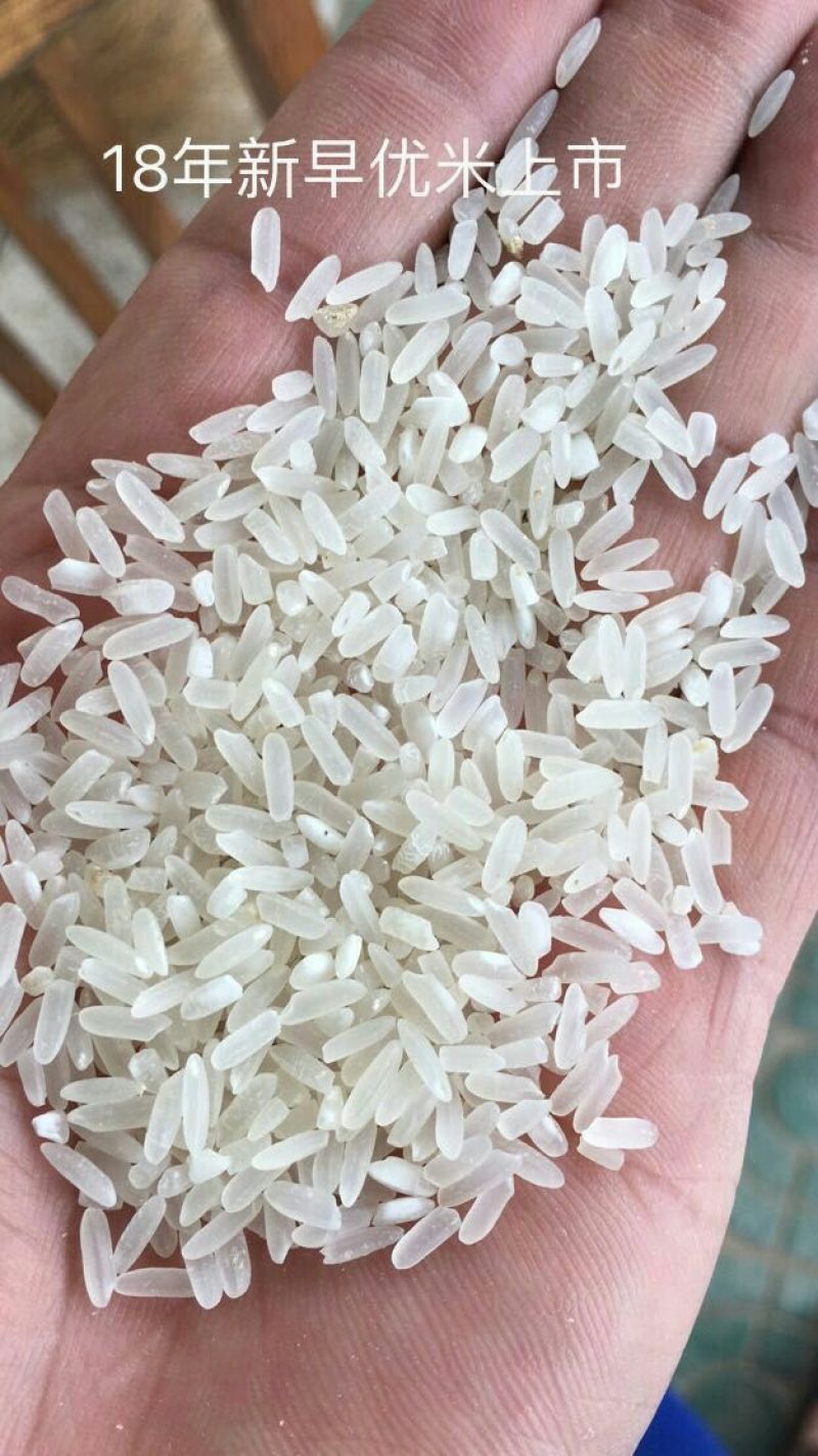 湖南大米食堂专用米无黄无黑无异味大量现货保质保量