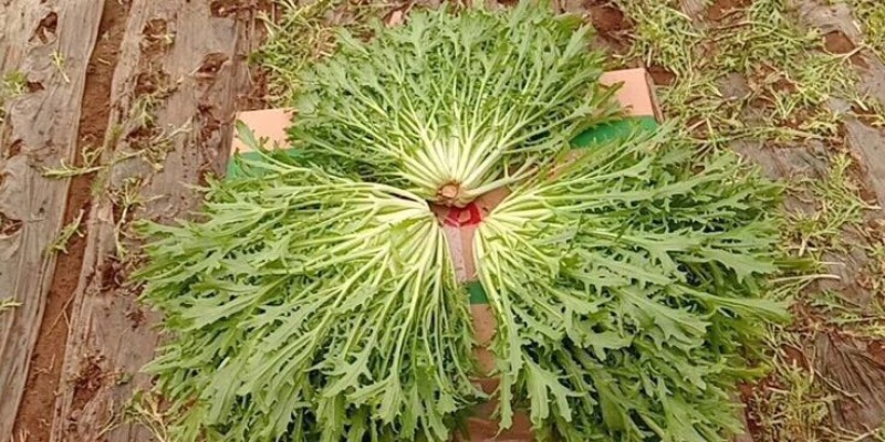 苦菊12~15cm