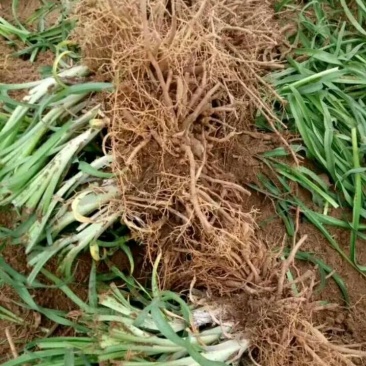 黄花菜种苗