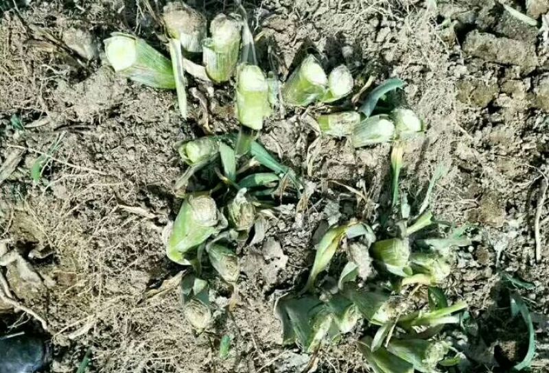 黄花菜种苗