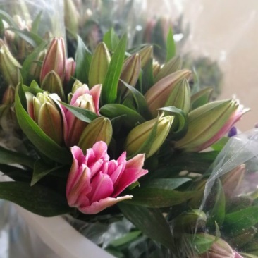 昆明斗南花市鲜花批发招代理一件代发