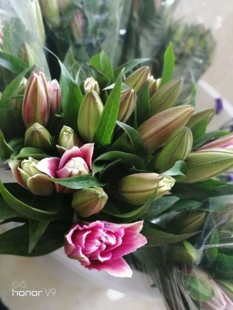 昆明斗南花市鲜花批发招代理一件代发