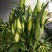昆明斗南花市鲜花批发招代理一件代发