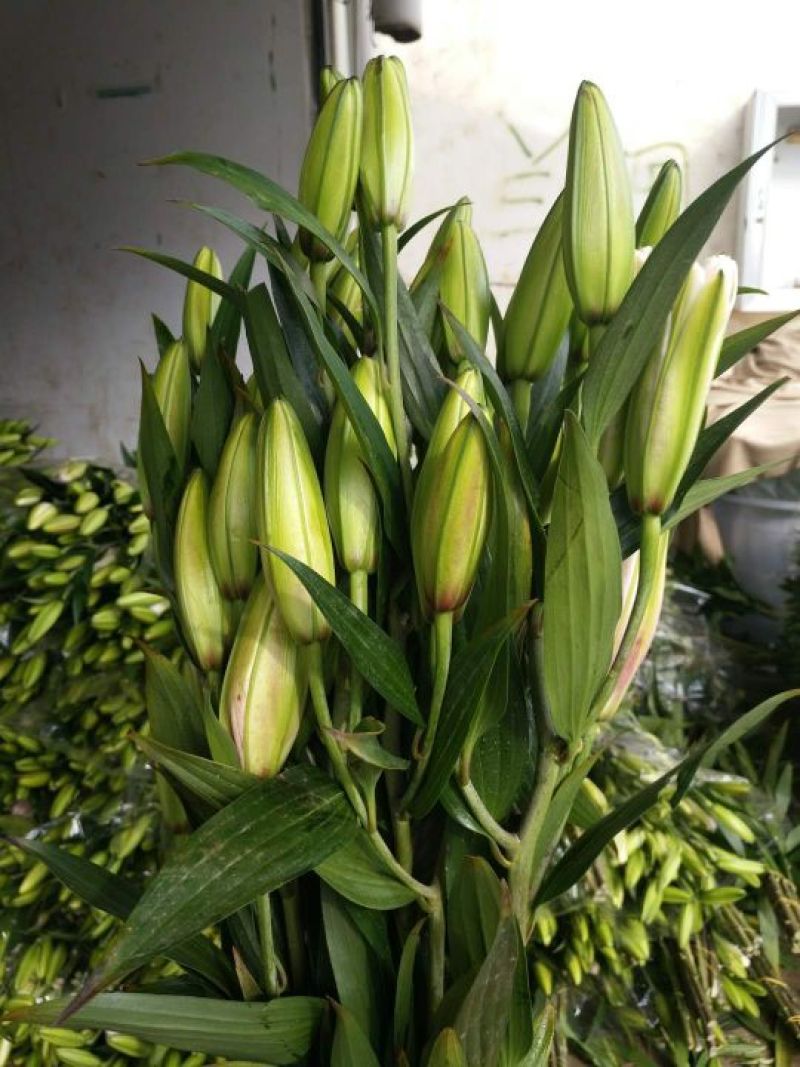 昆明斗南花市鲜花批发招代理一件代发