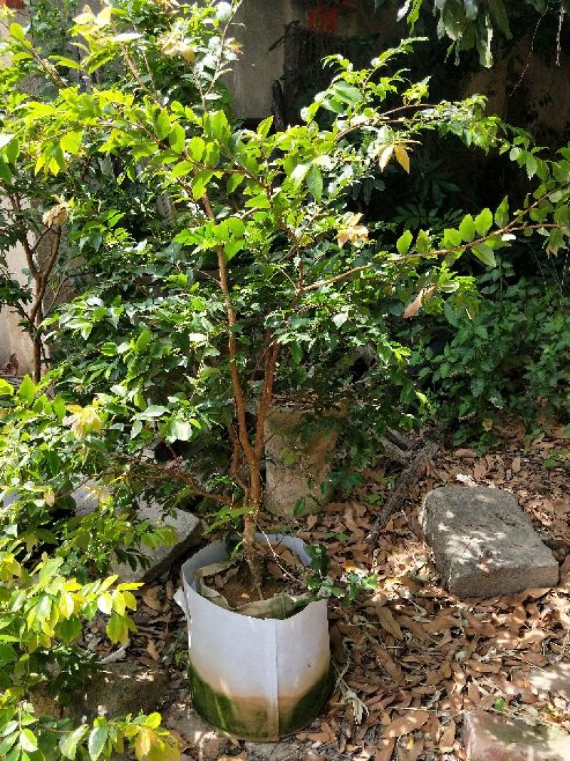 四季嘉宝果苗