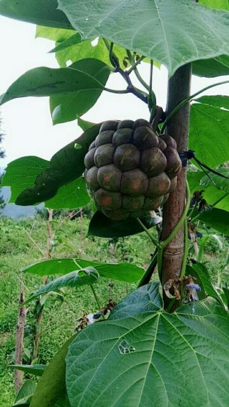 黑老虎布福娜果营养价值特别高果肉鲜美