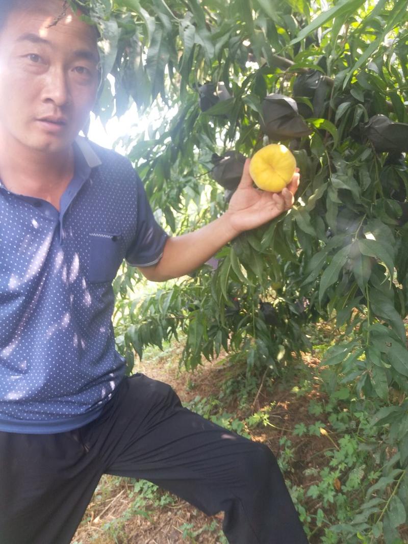 中蟠11桃树苗黄金蟠桃品种纯正提供种植技术