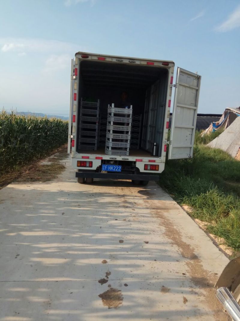 锦州辽峰葡萄上市，万亩巨峰基地，全国发货！