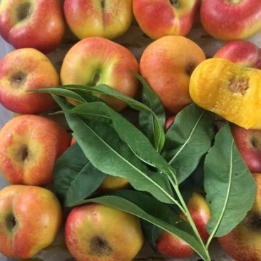 油桃4两以上