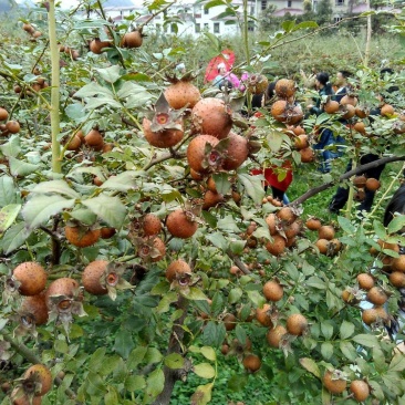 无籽金刺梨，安顺基地水果刺梨